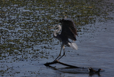 Grey Heron