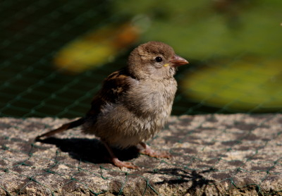 House Sparrow