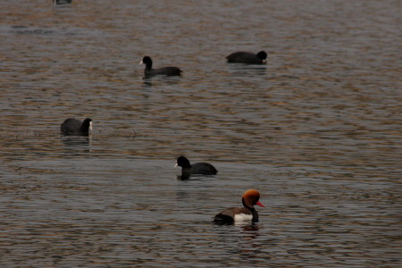 Red-crested Pochard