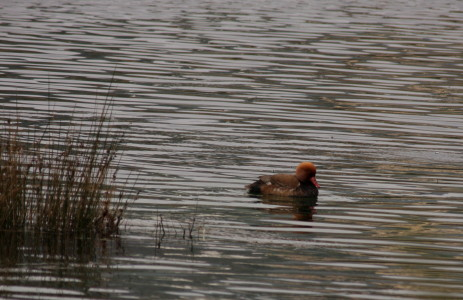 Red-crested Pochard
