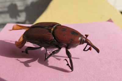 Red Palm Weevil